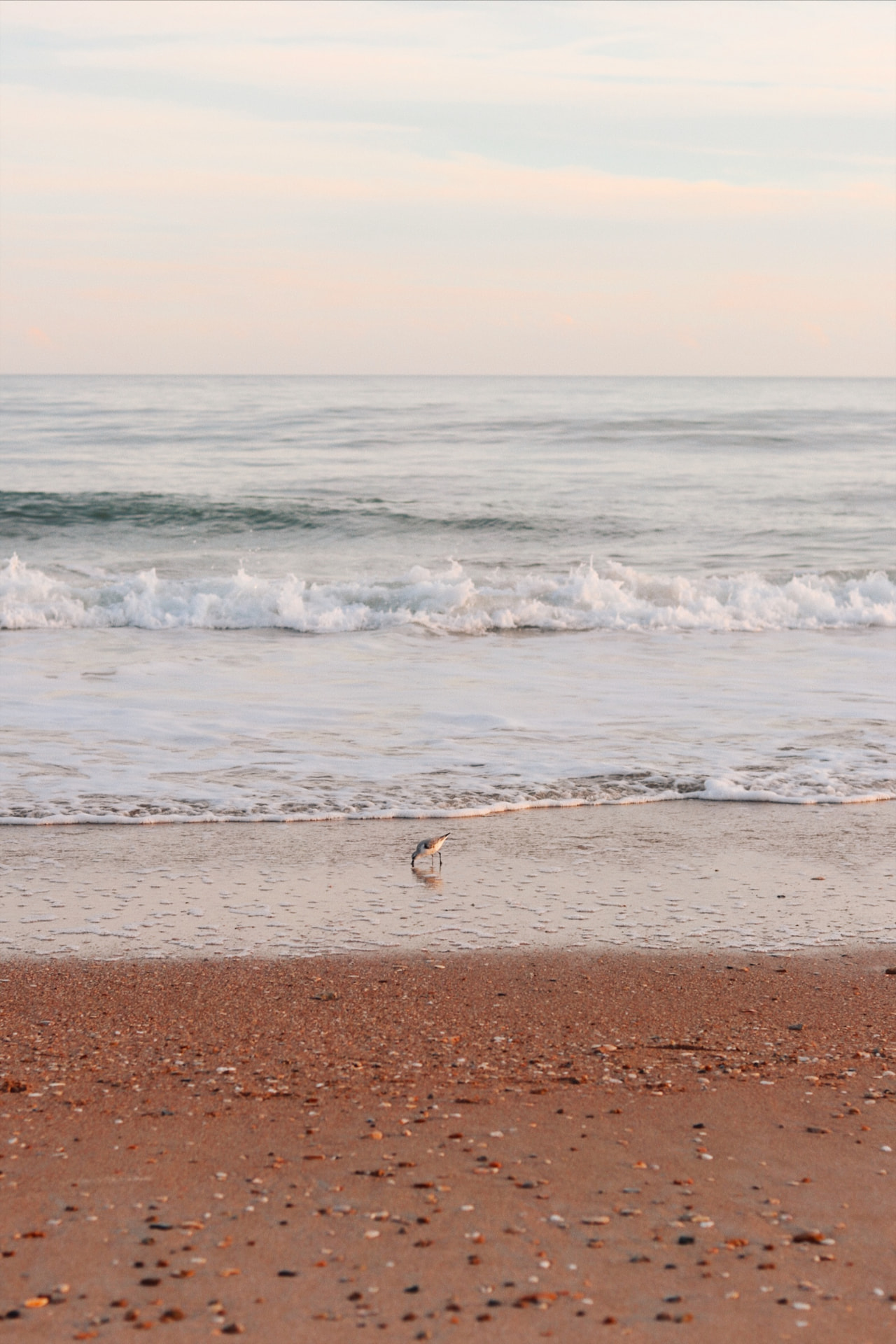 A small bird on a quiet shoreline